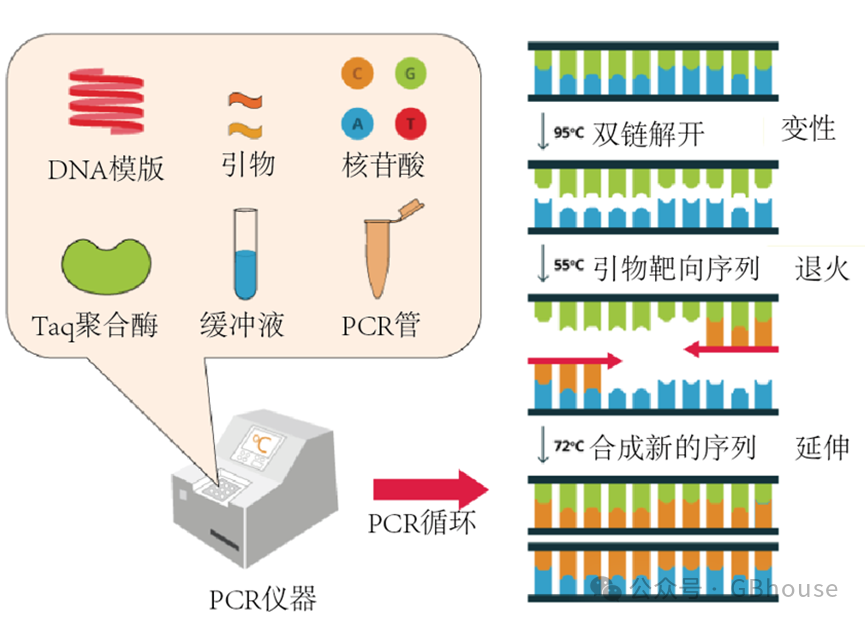 PCR分子鉴定