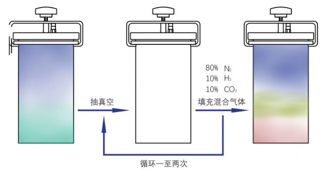 厌氧菌株分离