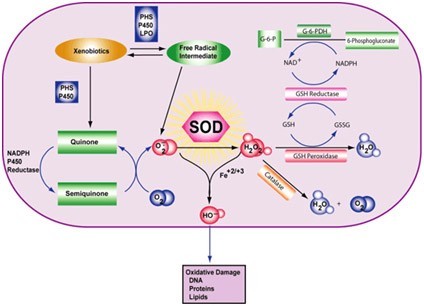 植物氧化应激（24种） （Oxidative Stress）