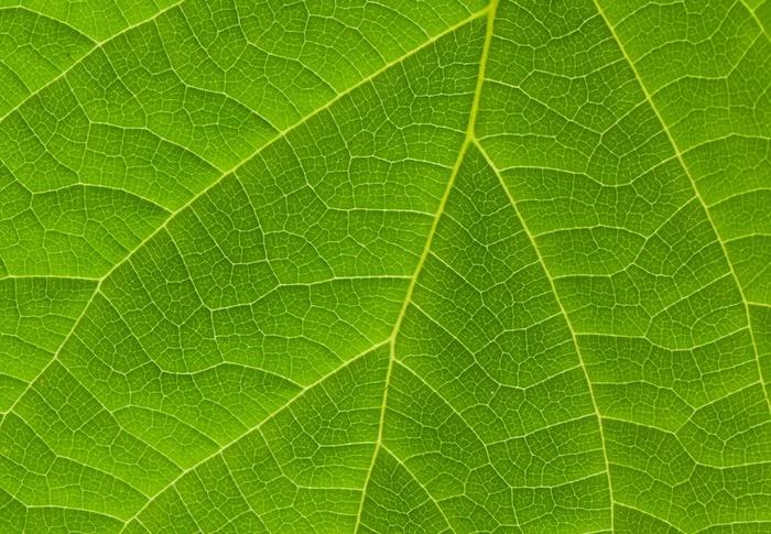 纤维素（5种） （Cellulose）