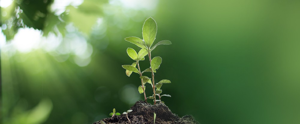 植物营养品质（21种） （Nutritional Quality）