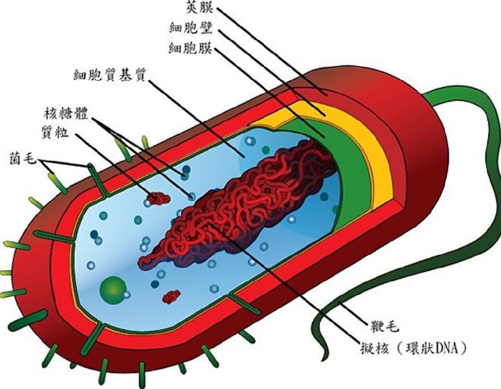 细菌框架图